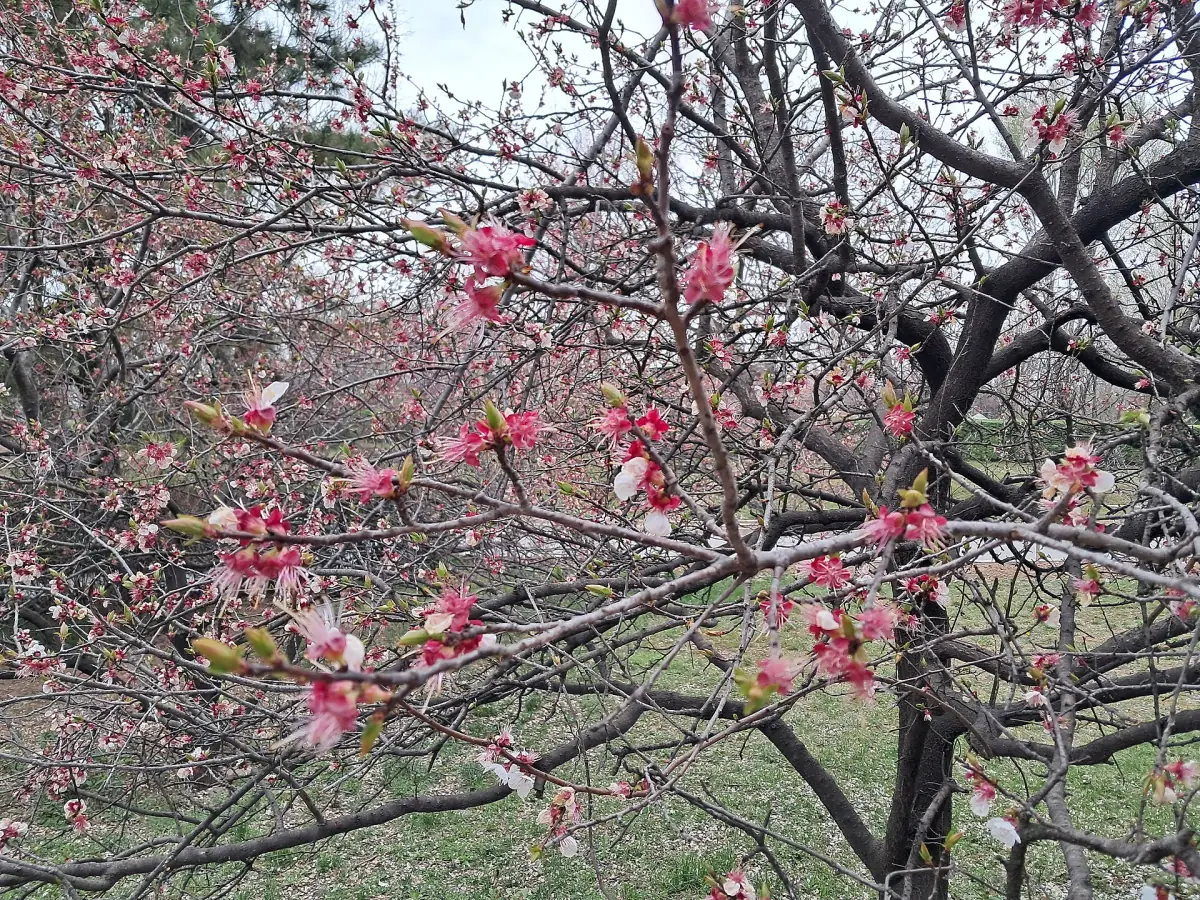 The park at the mausoleum of the First Qin Emperor